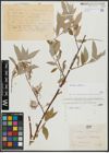 Foto von Salix alba L.